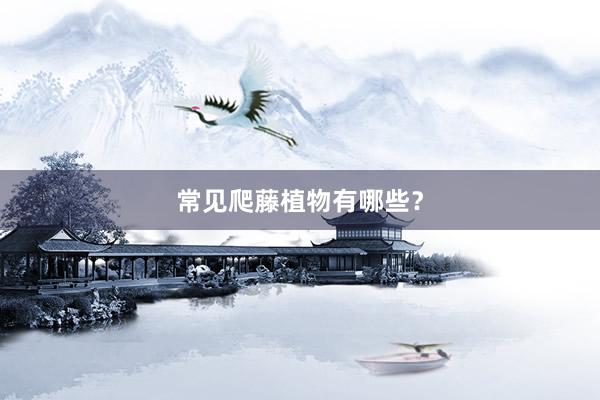 常见爬藤植物有哪些？